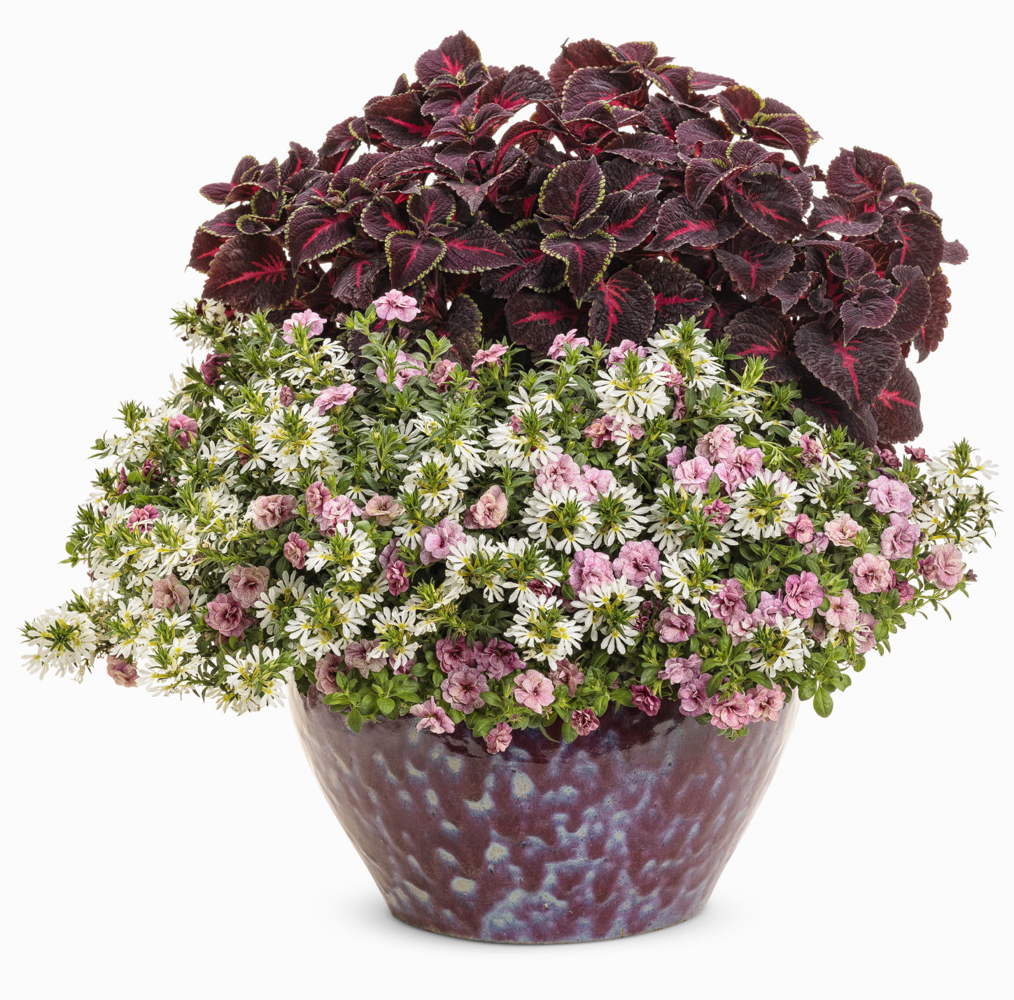 colorblaze torchlight coleus.jpg